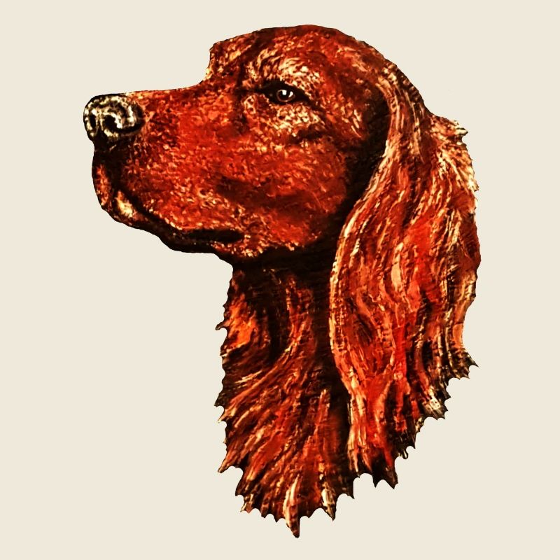 Portrait de setter irlandais