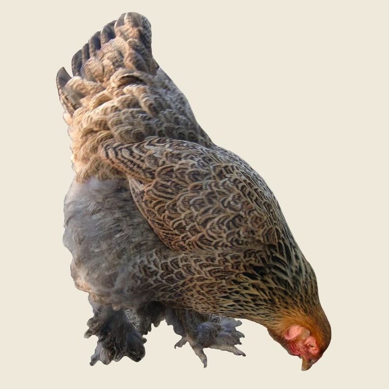 Chicken