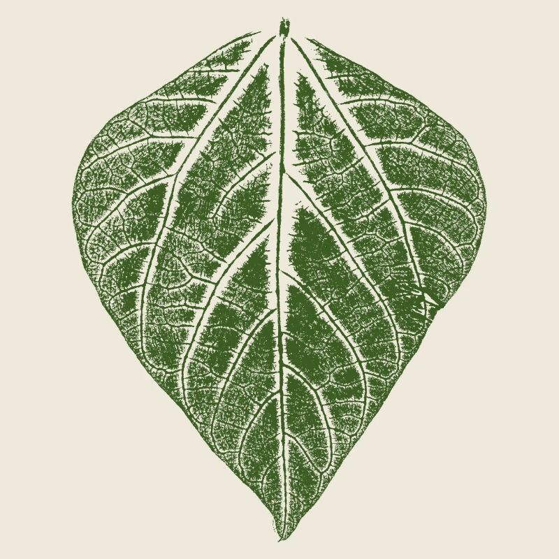 Feuille de haricot / feuilles empreinte du haricot