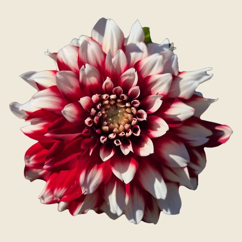 Red White Dahlia