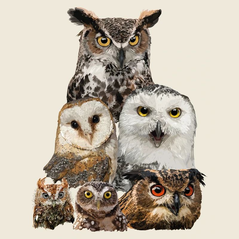 Owls