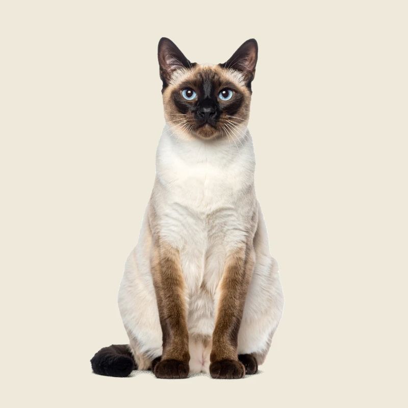 Siam Cat – Édition Good Pet