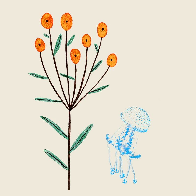 Jellyfish