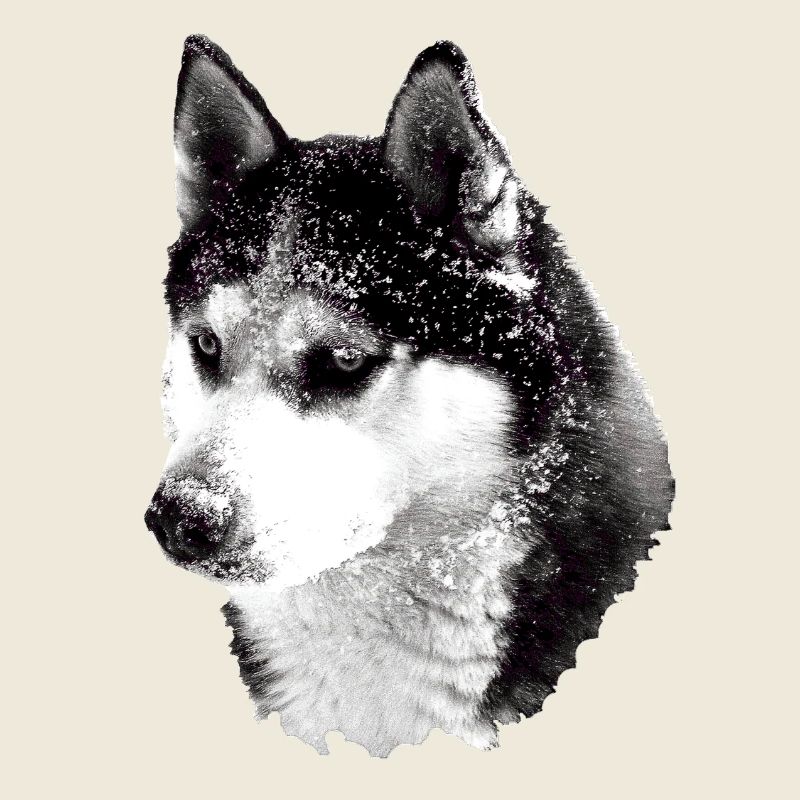 Husky Kopf groß