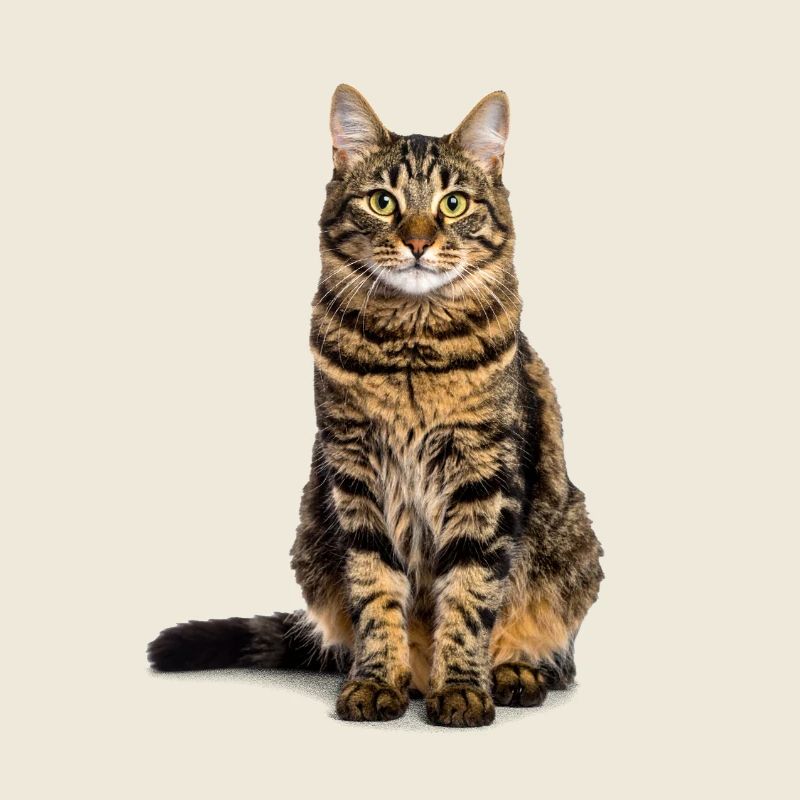Getigerte Katze – Wild, charmant & voll Charakter