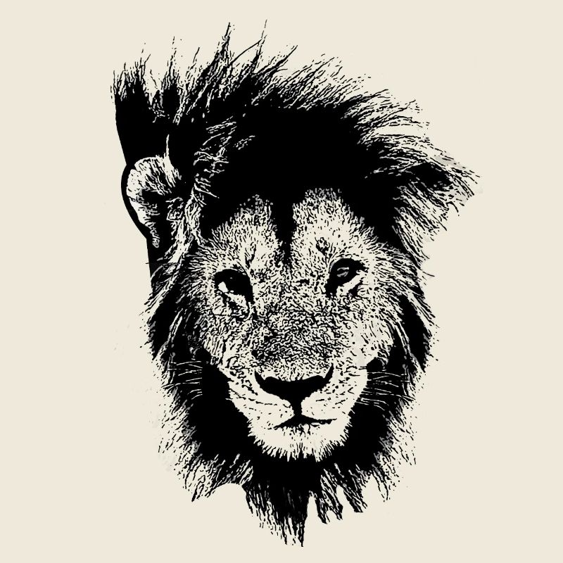 Lion lion head lion's mane