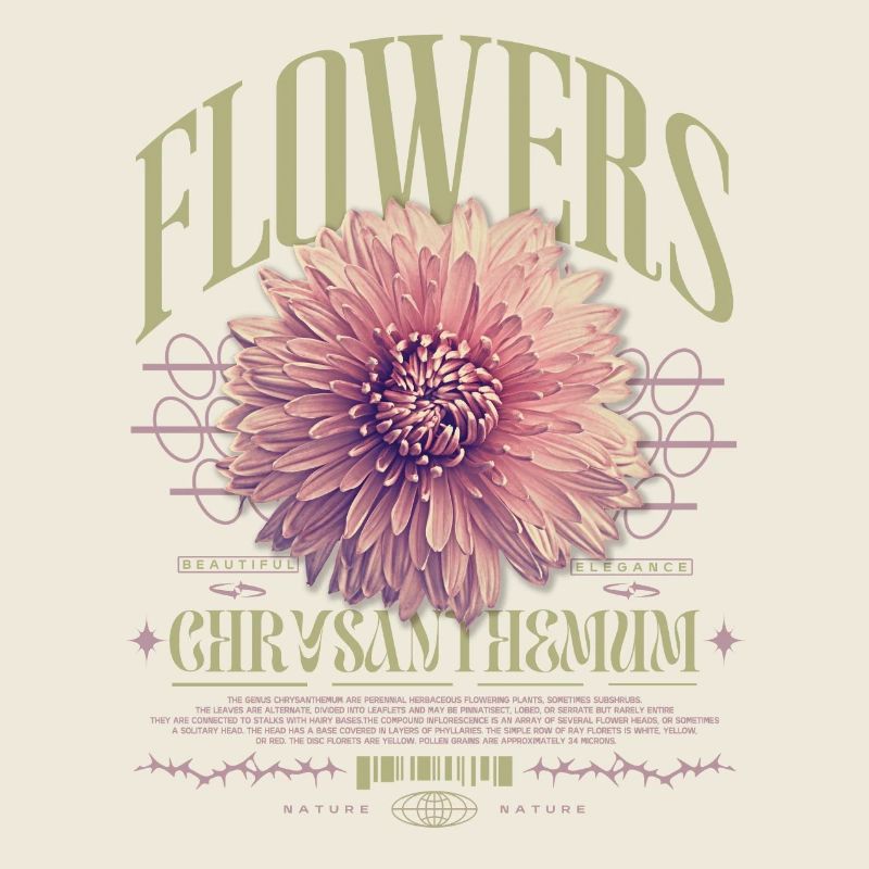 Chrysantheme Chrysanthemen Blume Blumen