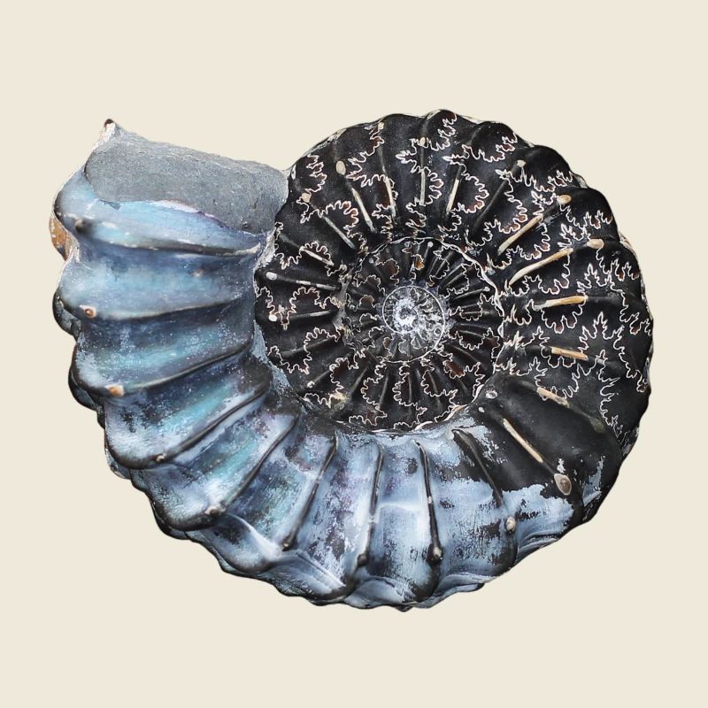 Ammonit mit wunderschöner Lobenlinie