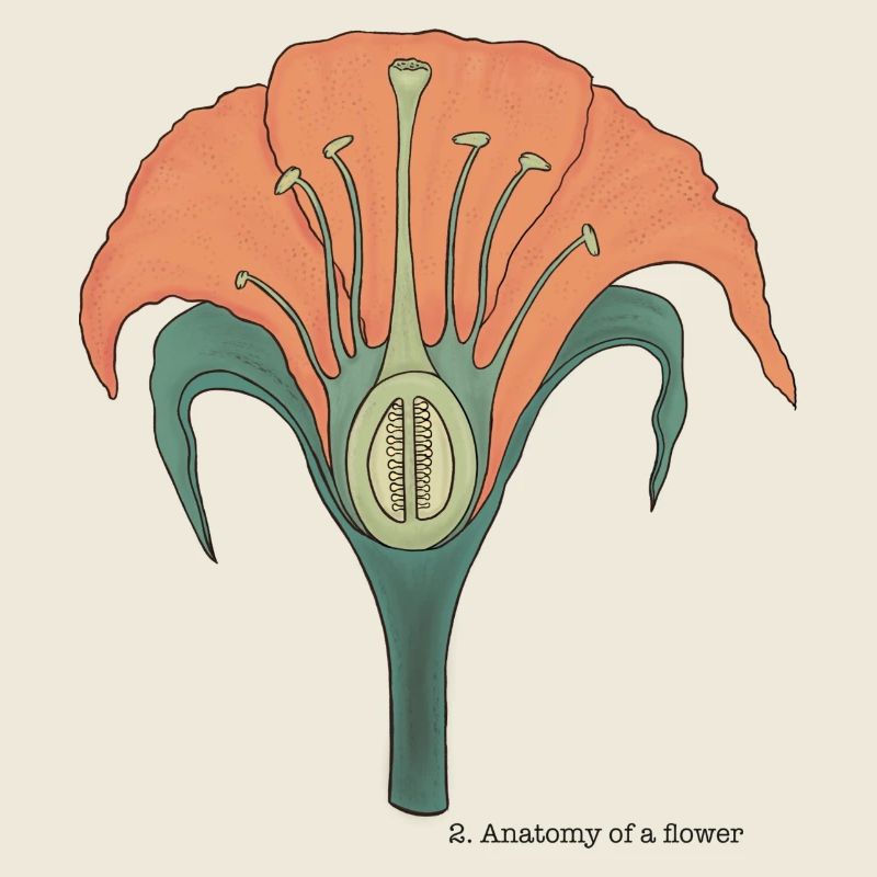 L'anatomie de la fleur