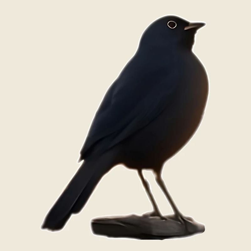 Amsel