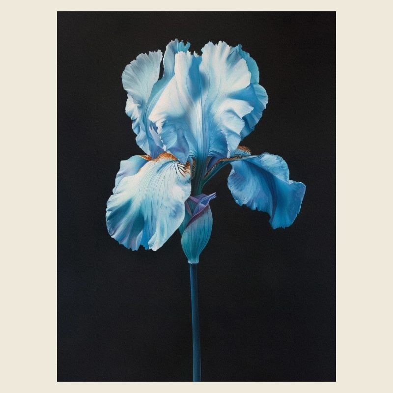 Poster Canvas Sng Iris 19