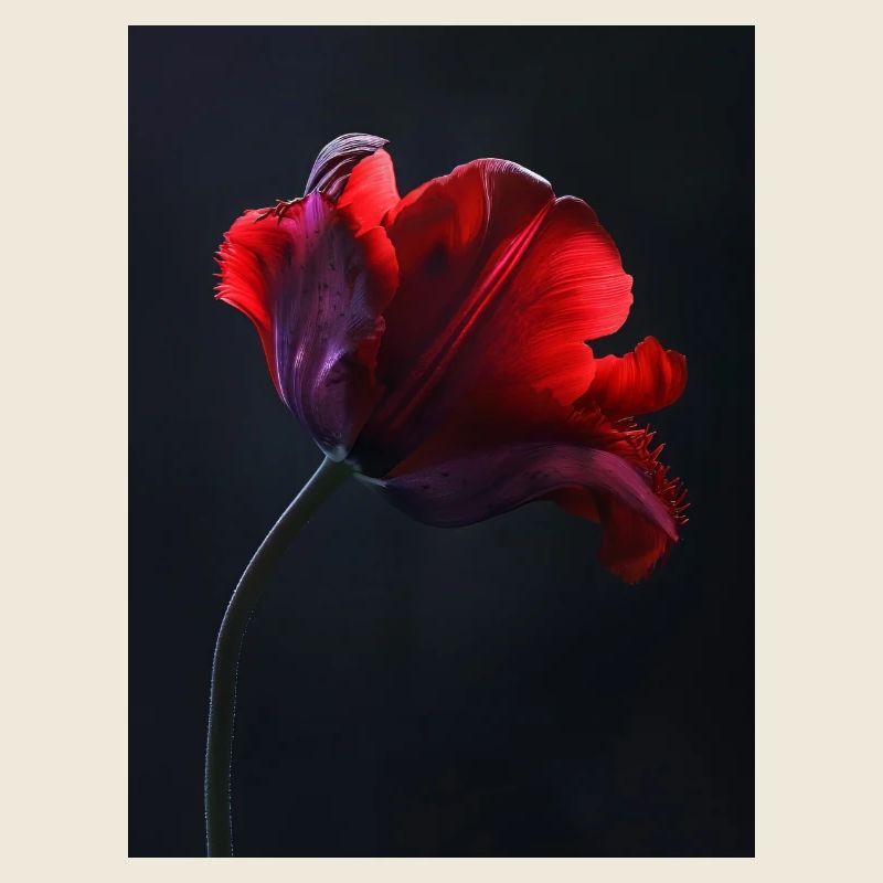 Affiche Red Beauty 2