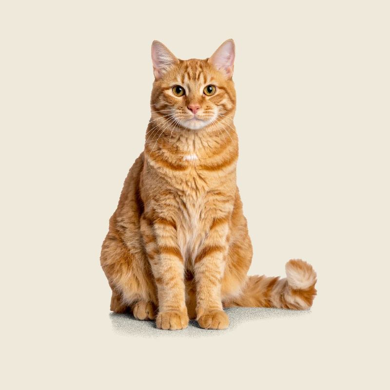 Orange Cat – Édition Good Pet