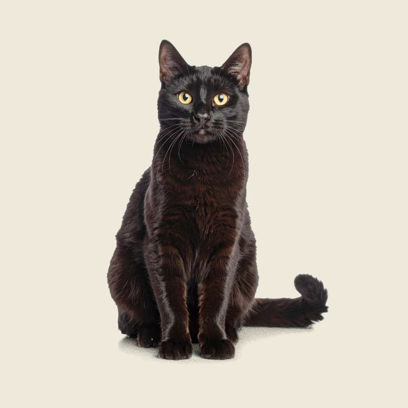 Chat élégant noir - élégant, mystérieux