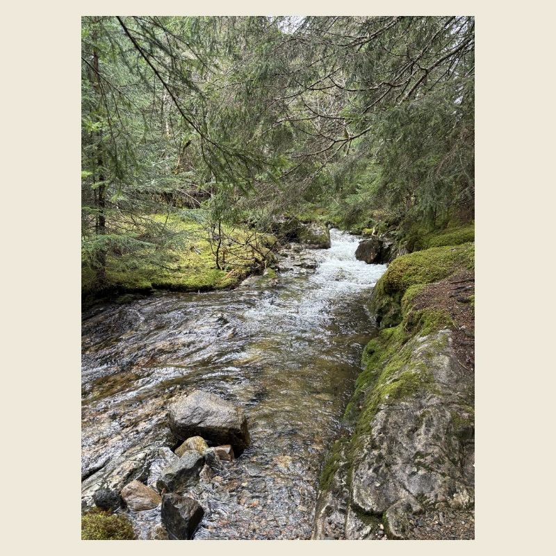 Stillleben im Wald mit Fluss