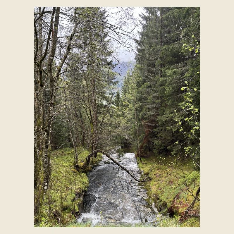 Natural landscape with river and trees