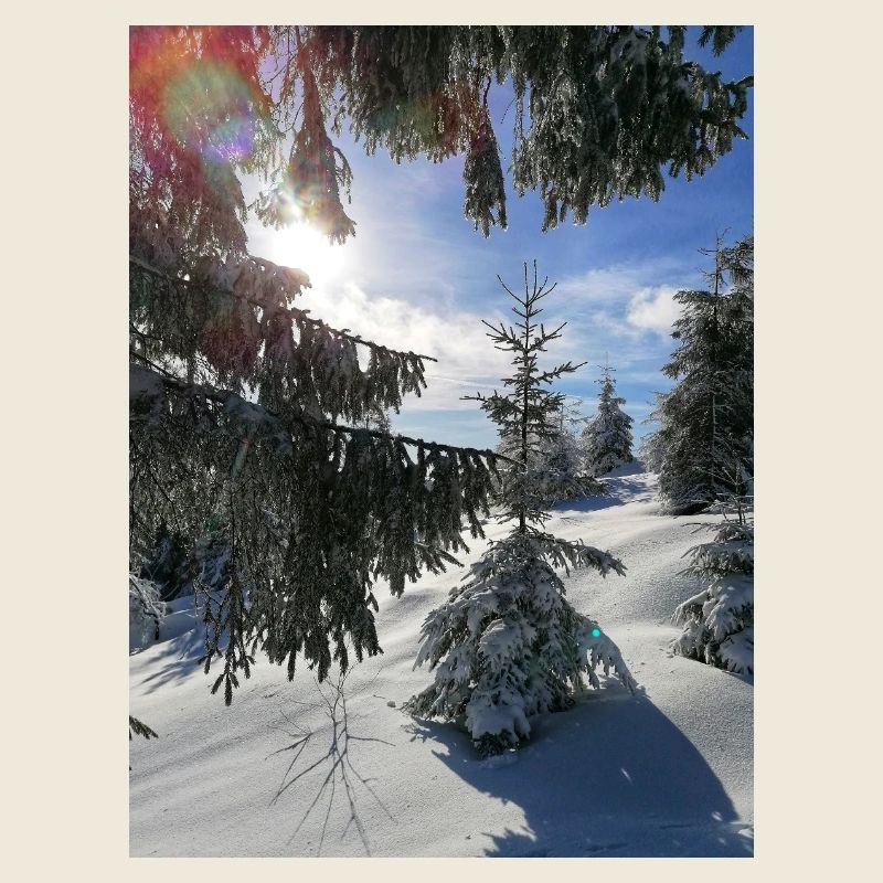 Winterwald Sonnenstrahlen im Schnee