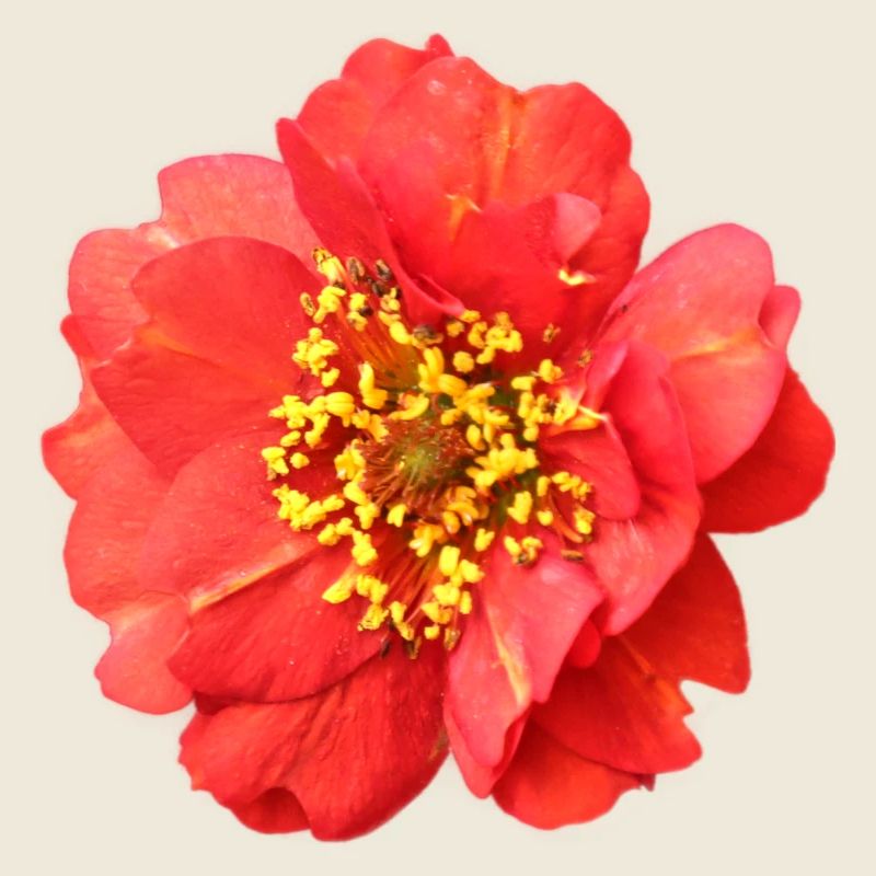 fleur rouge rose
