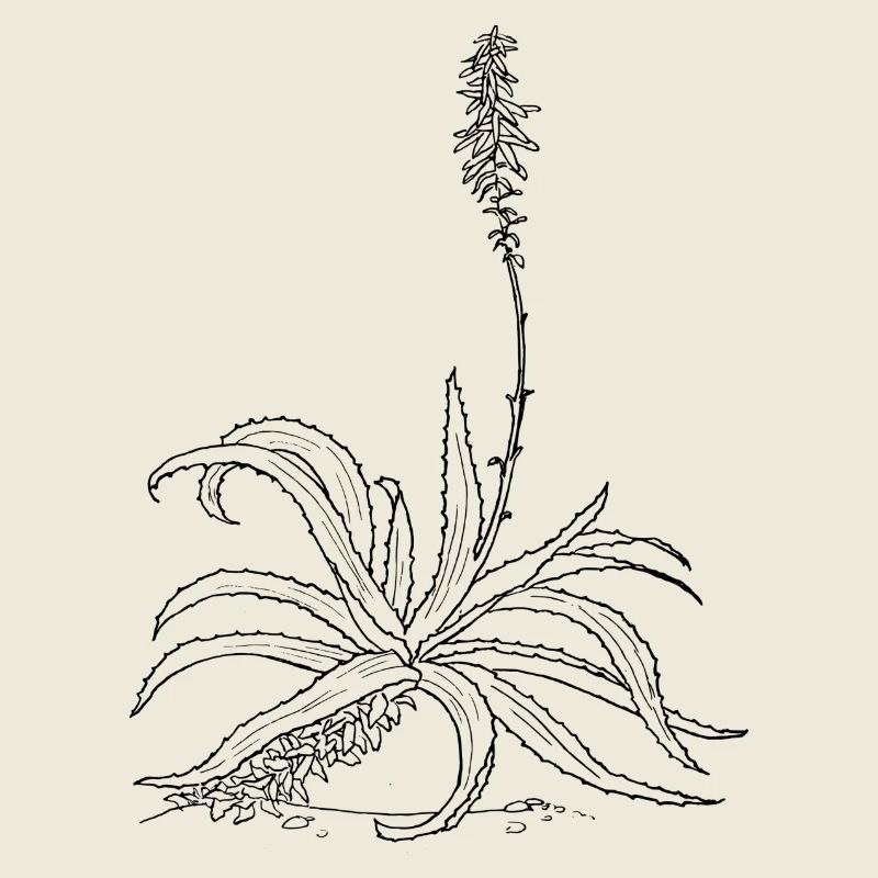 herbes thym romarin persil origan aneth