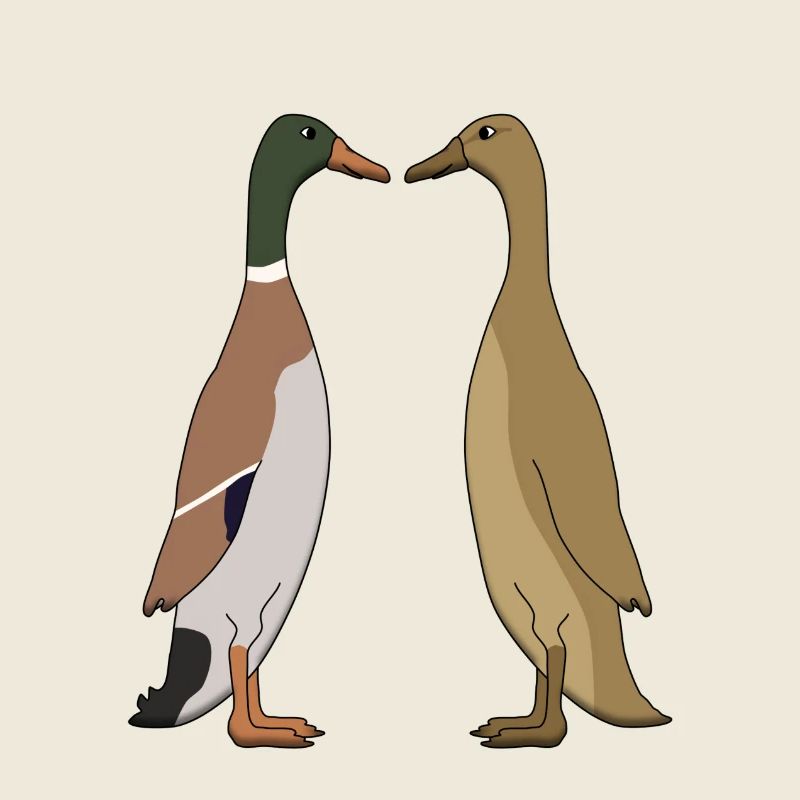 Ente und Ente