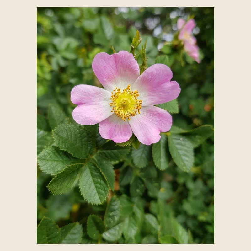 bruyère douce aussi églantine rose Weinrose