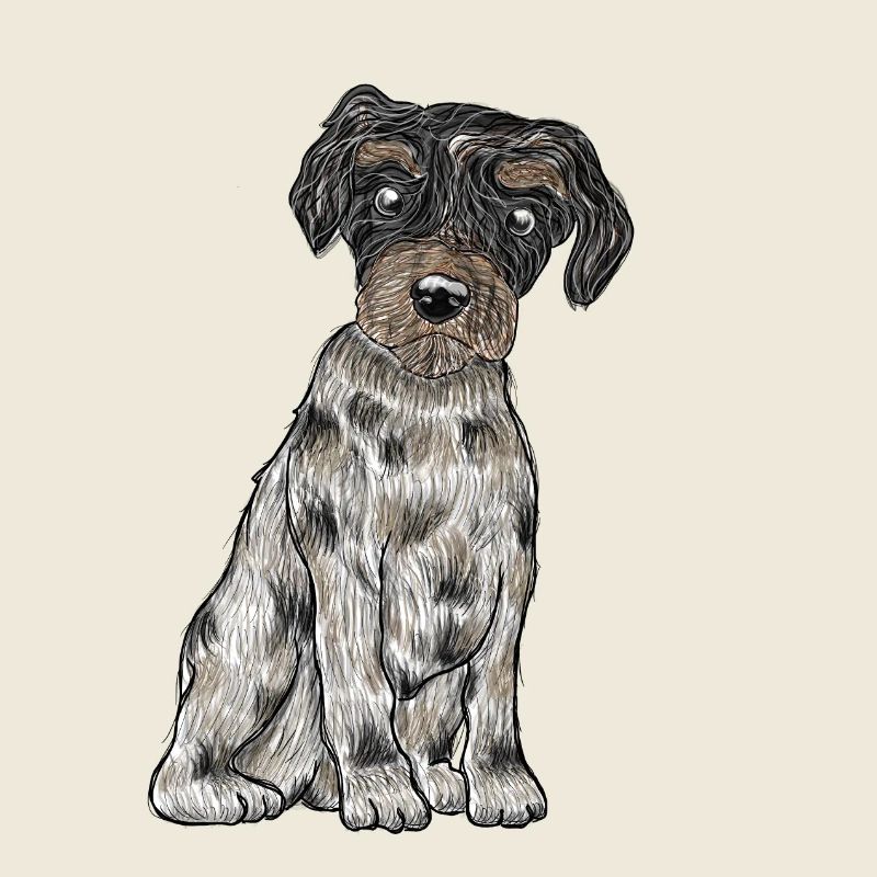 Yorkshire Biewer Terrier