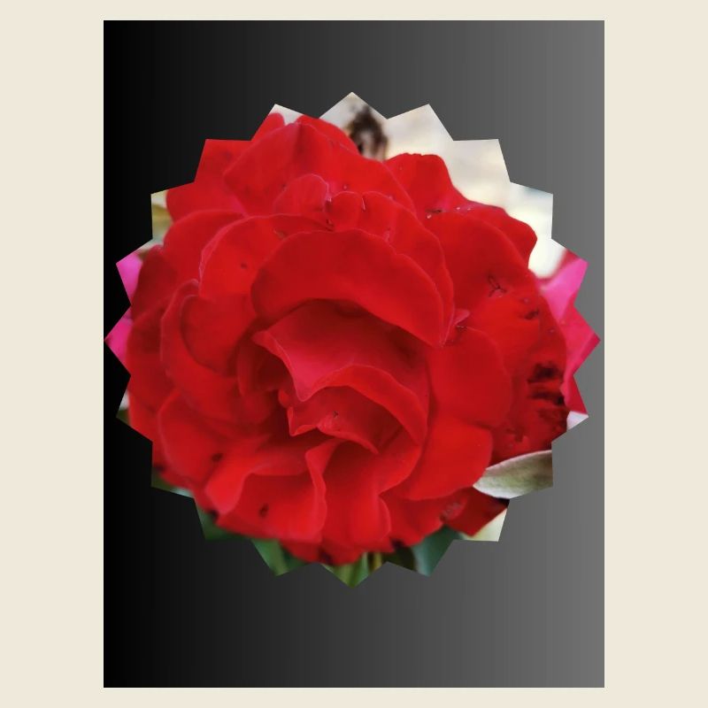 Rose en forme de soleil