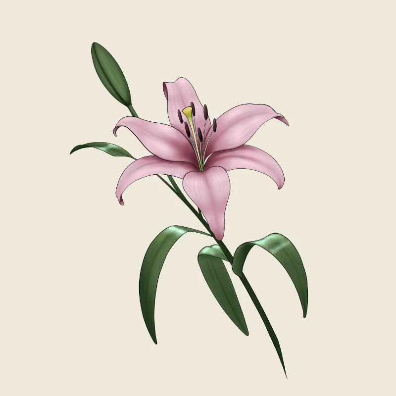 Pink lily