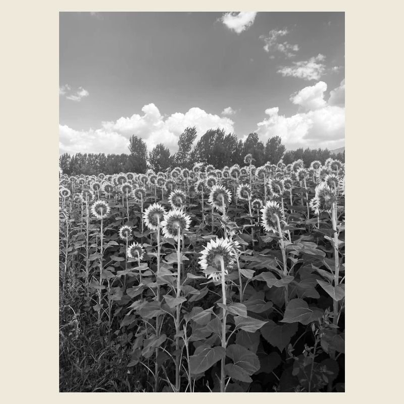 Sonnenblume
