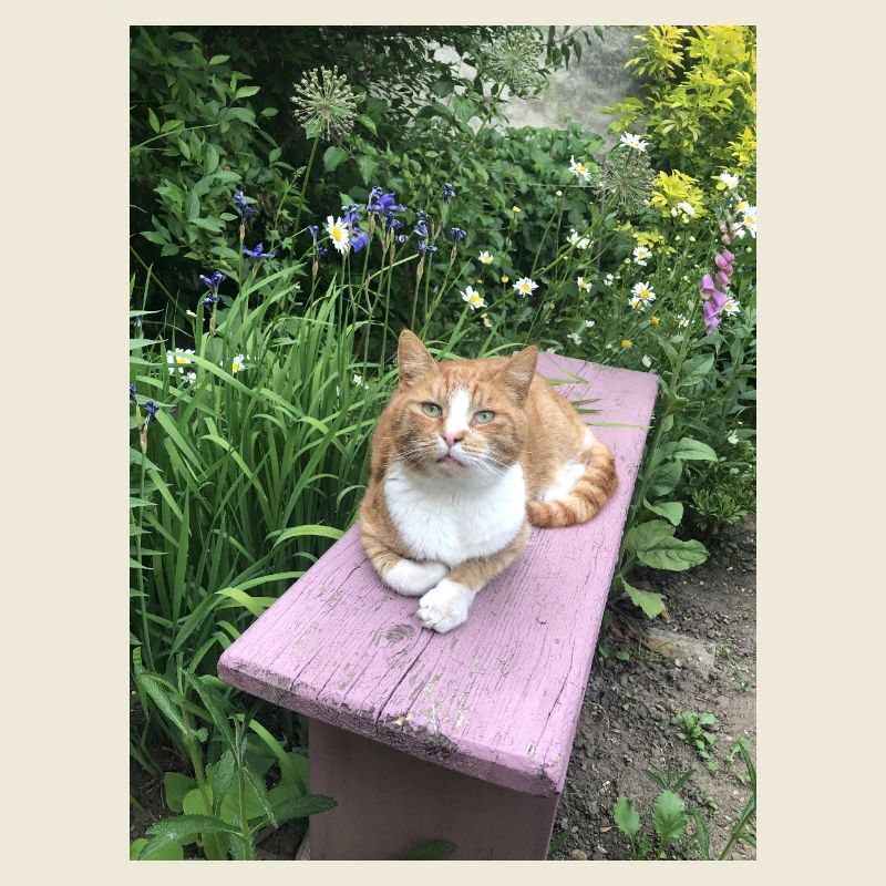Chat Rouge Chat Mignon Petit Tigre Fleurs