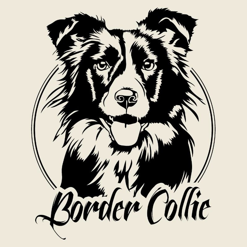 BORDER COLLIE Portrait Chiens de troupeau Chiens Wilsigns