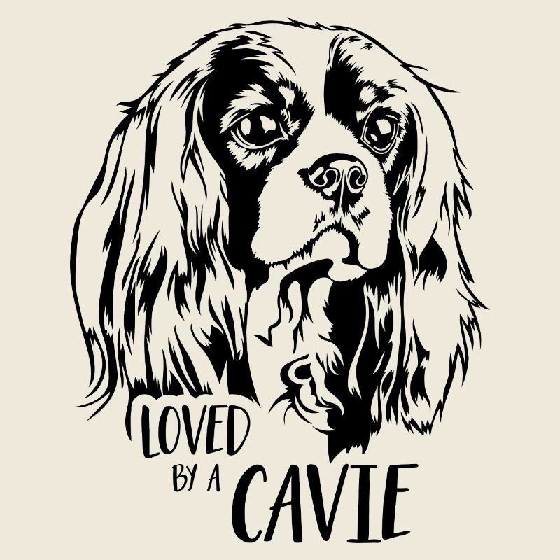 Cavalier King Charles Spaniel loved by a Cavie