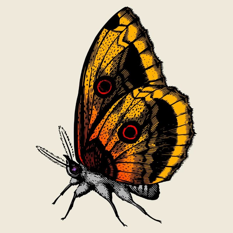 Schöner Schmetterling perfekt als Geschenkidee