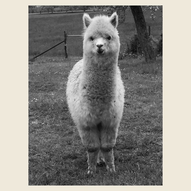 alpaca