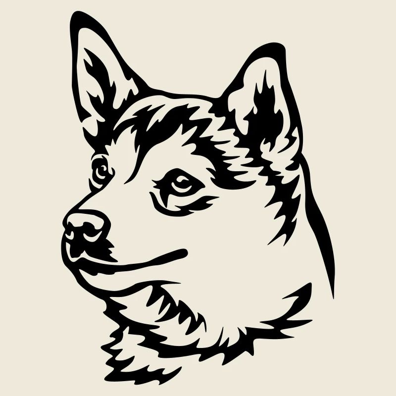 Tête norvégienne de Lundehund