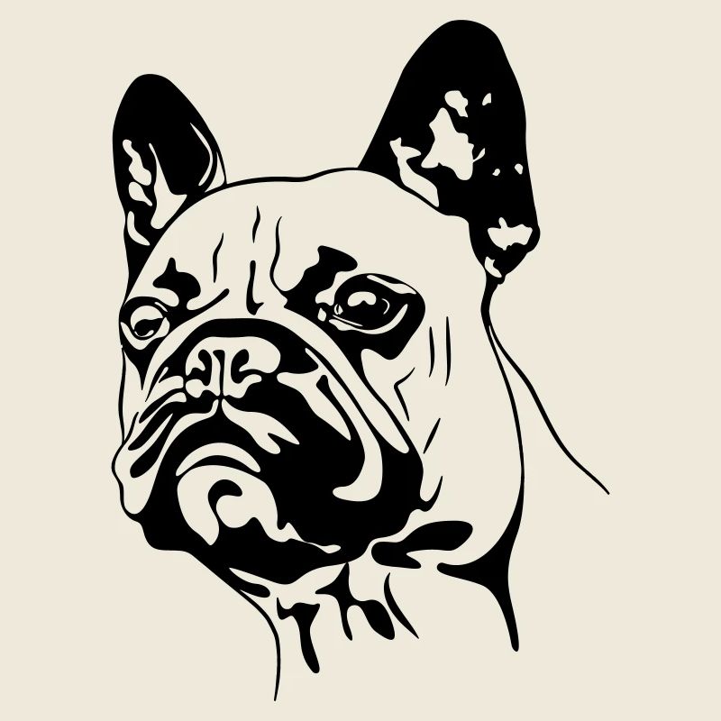 Französische Bulldogge Kopf