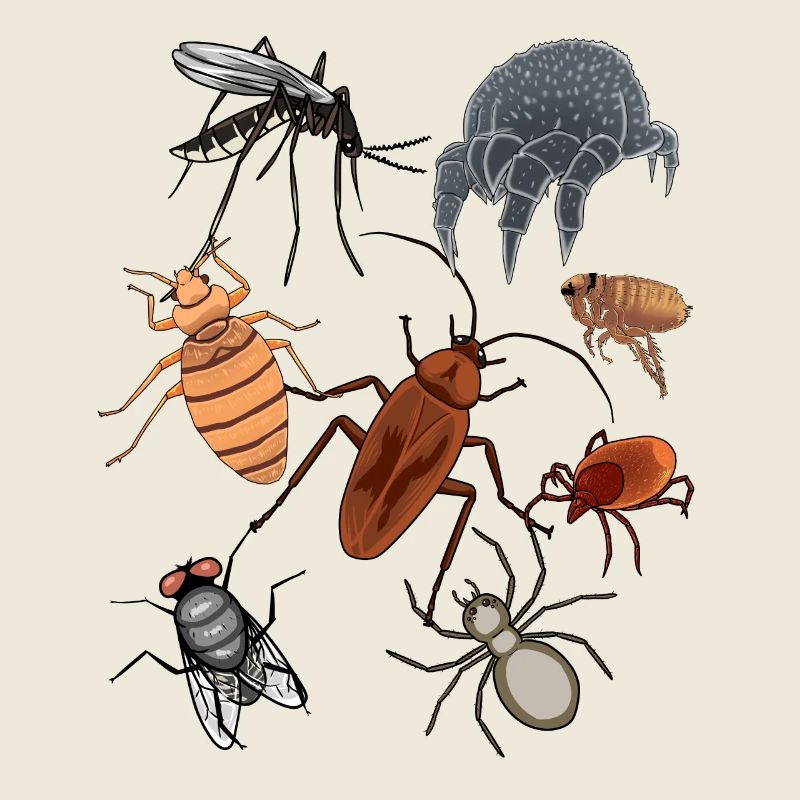 Pests Insect Pets Vermin