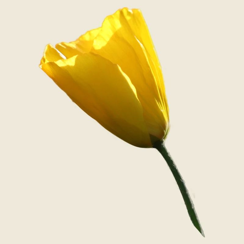 gelber Mohn Klatschmohn Mohnblume