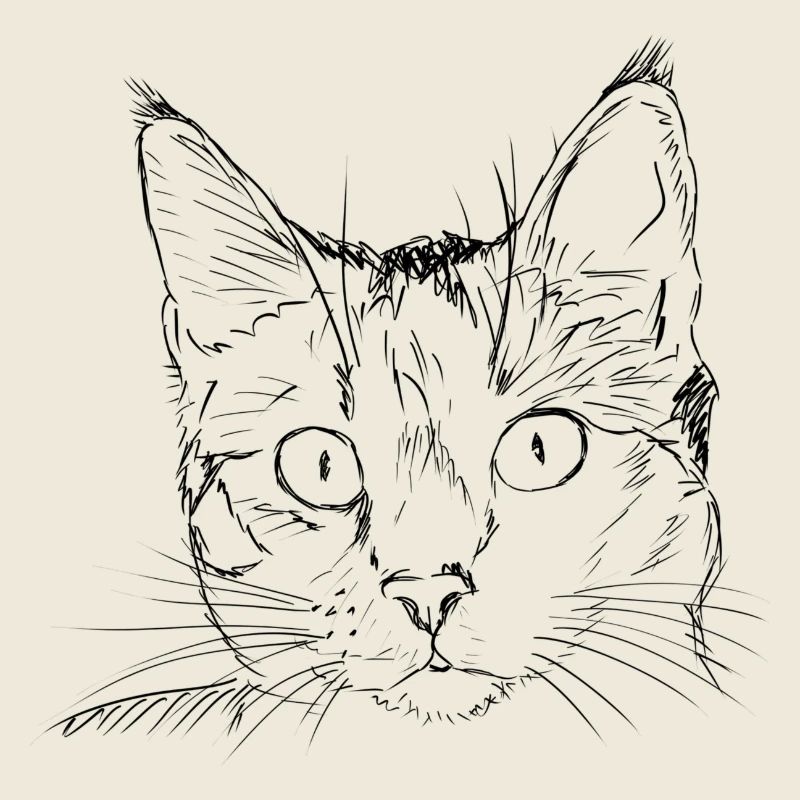 dessin de chat