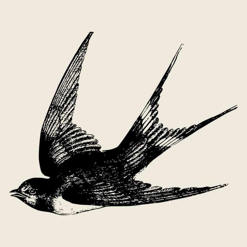 swallow