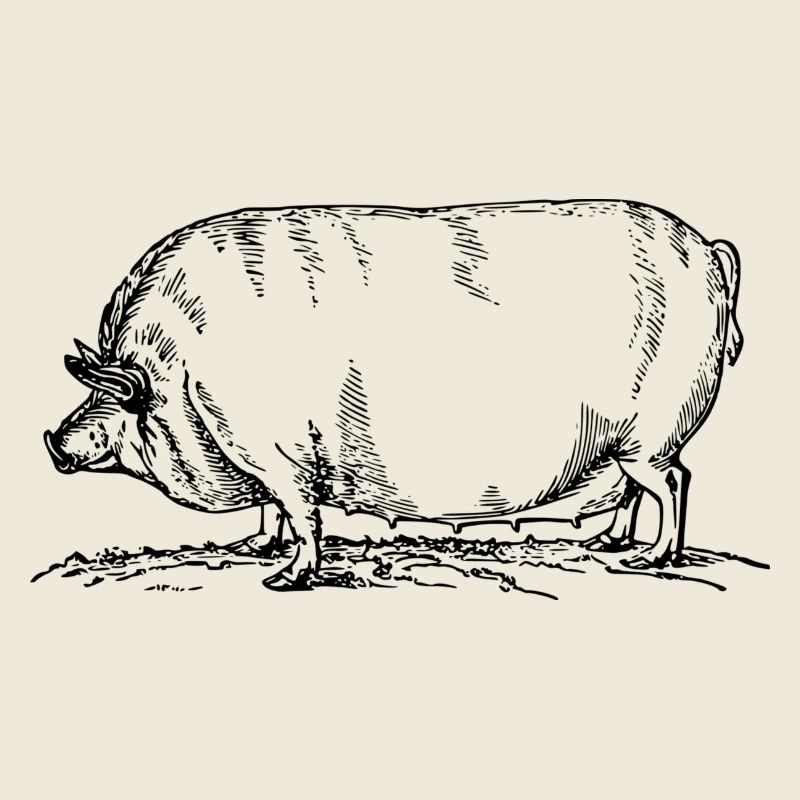 sow