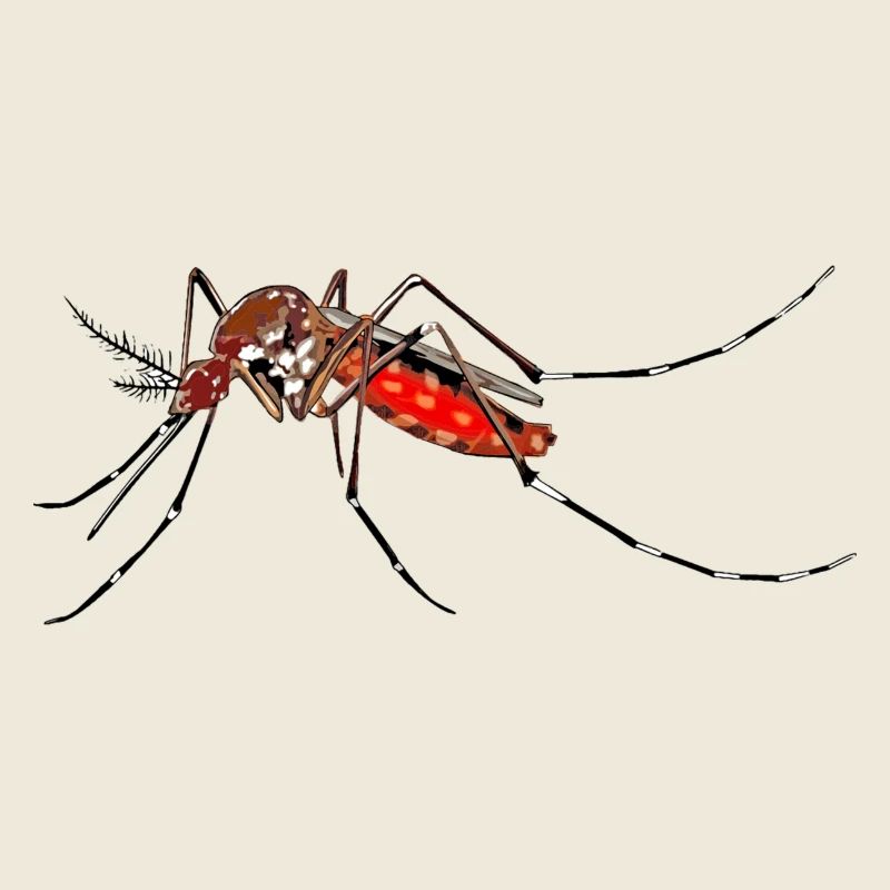 mosquito
