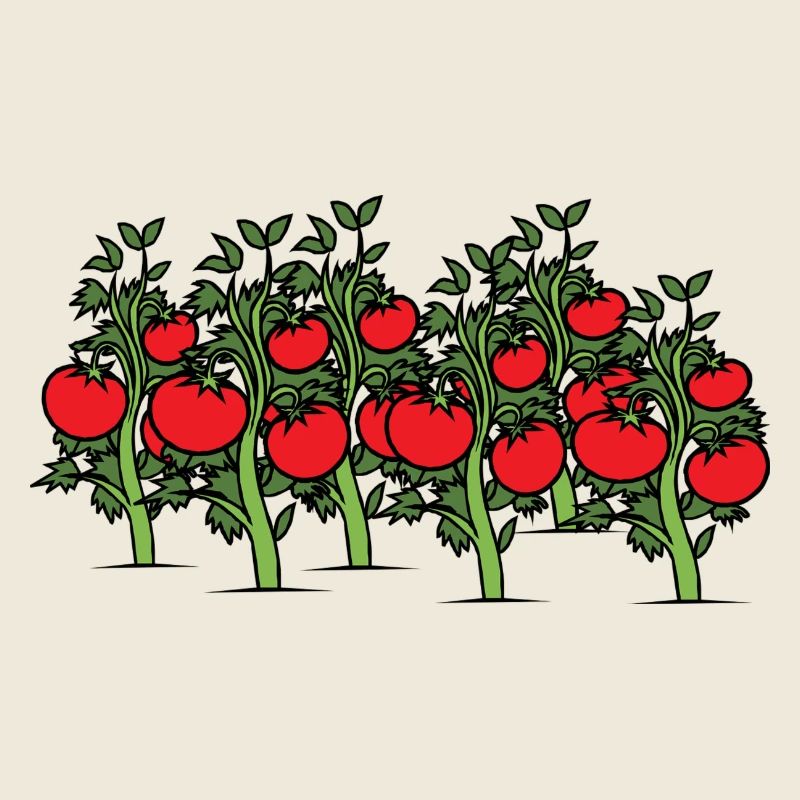 Tomatoes on the bush. Gift