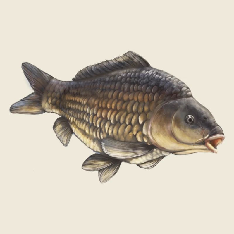 Conception courante de la pêche à la carpe Carpe réaliste