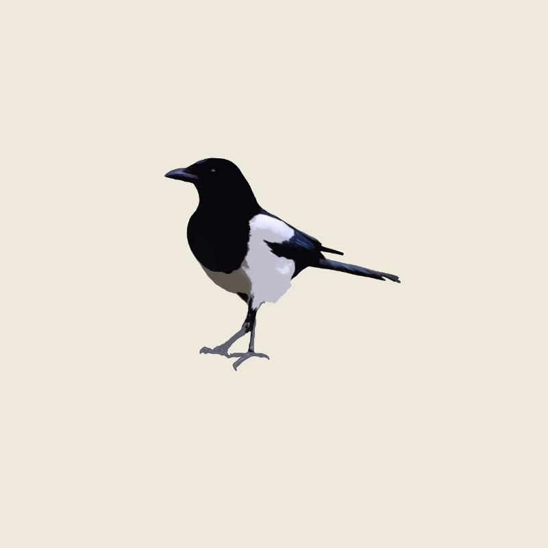magpie