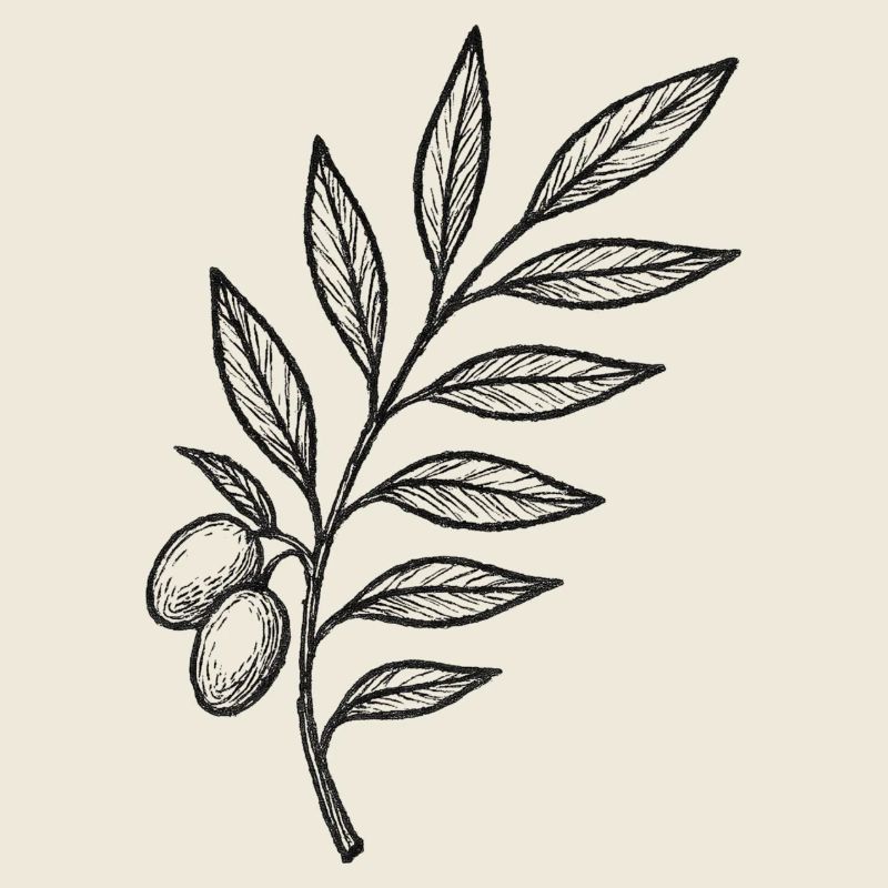 Dessin de baies de branche nocturne