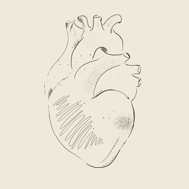 Anatomie du Cœur