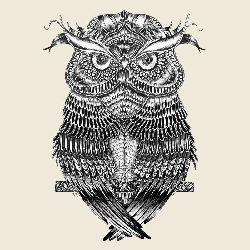 owl