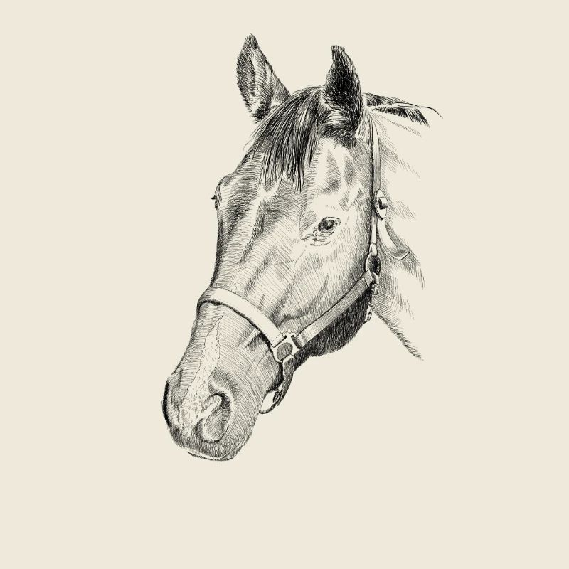 Pferd
