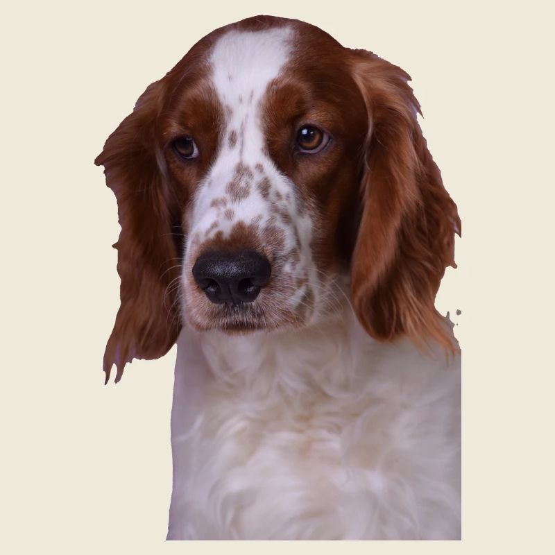 Welsh Springer Spaniel